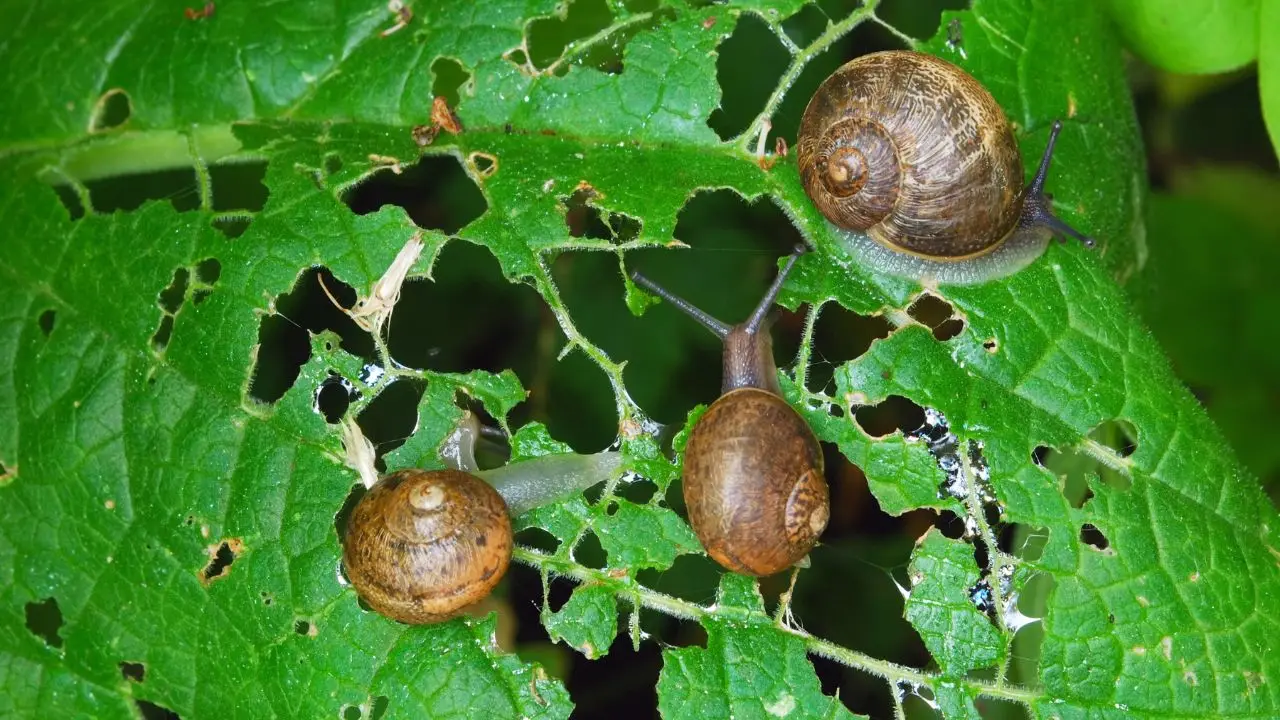 Come usare il pepe contro lumache e insetti