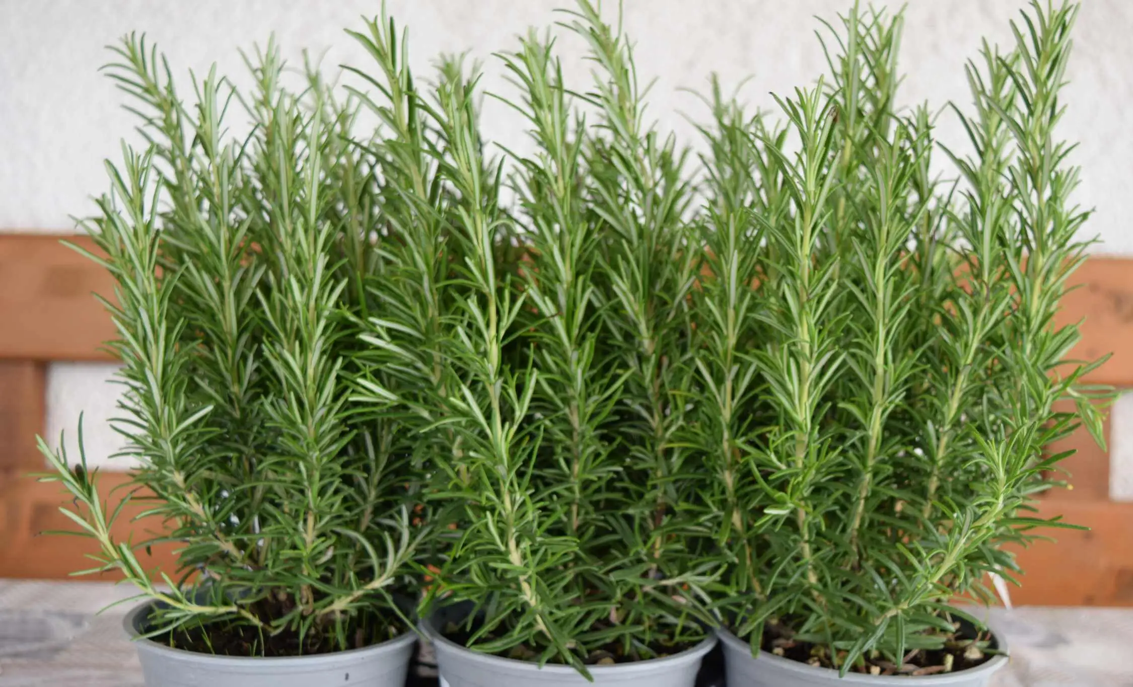 Rosmarino mai vicino? Ecco quali piante non coltivare accanto