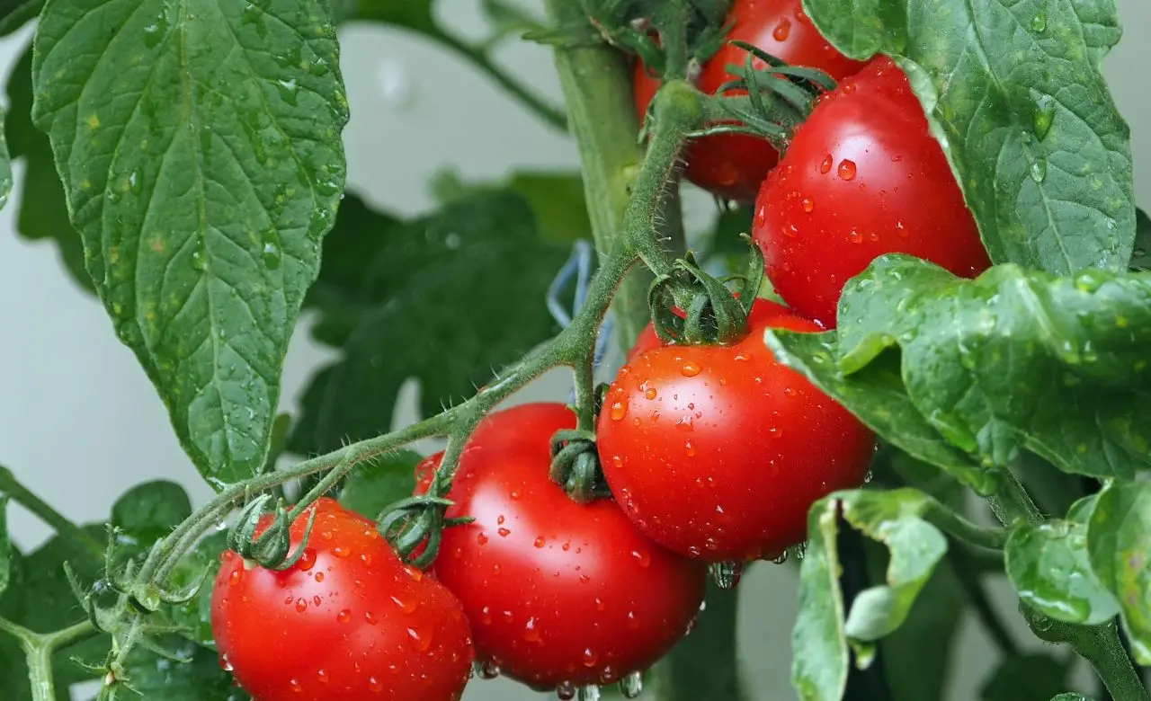 Come far maturare rapidamente i pomodori: il trucco semplice e naturale