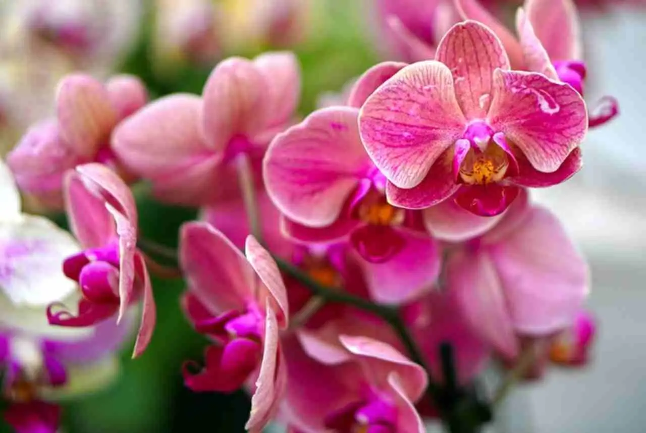 Utilizzare il caffè come fertilizzante per le orchidee: guida essenziale