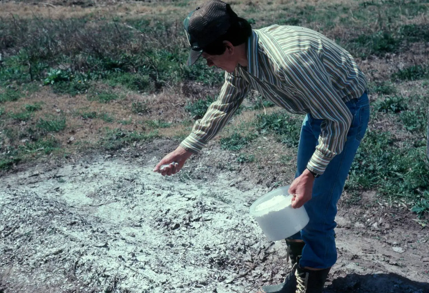 Come velocizzare la crescita dei pomodori: ecco il concime perfetto