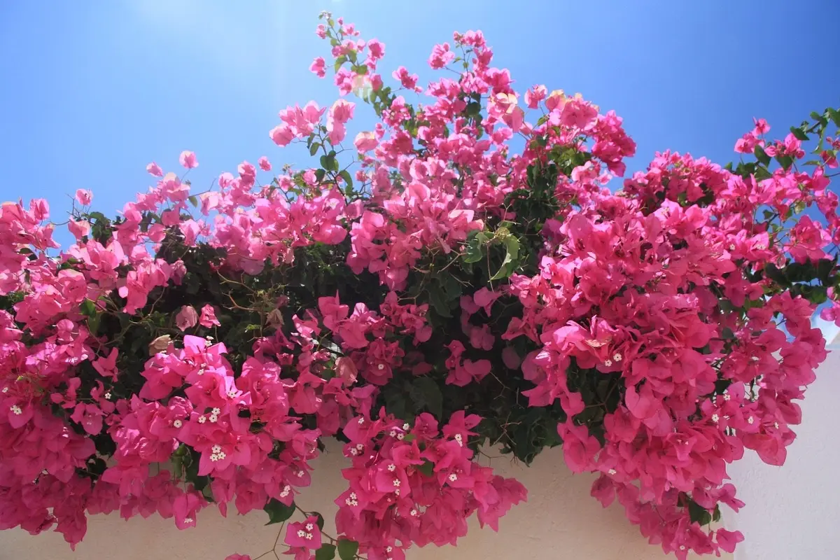 L’errore comune che rovina la bouganville: evita di fare questo