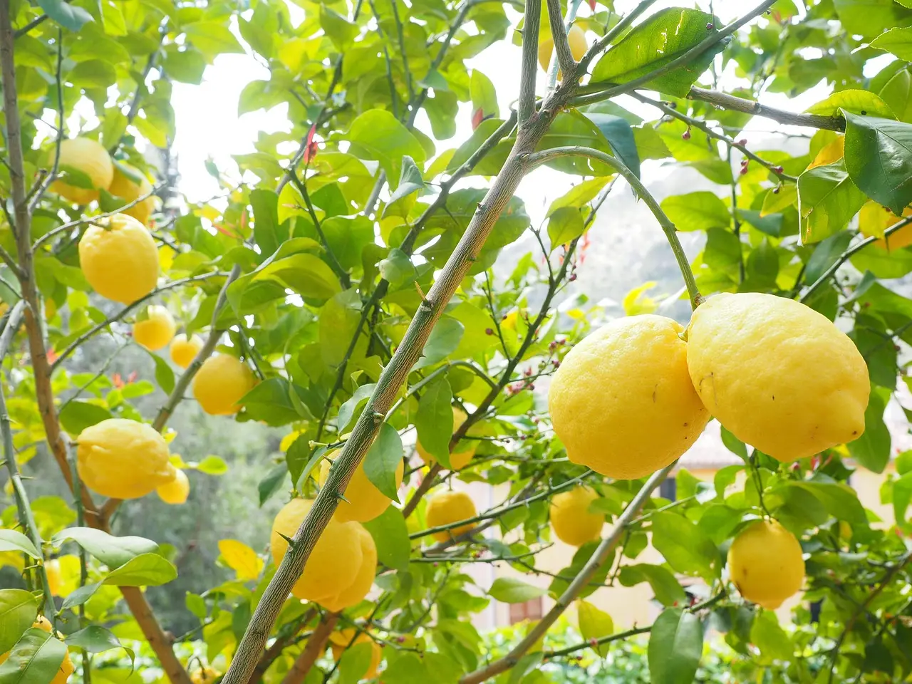 Come far fiorire un albero di limone in casa: il trucco del giardiniere