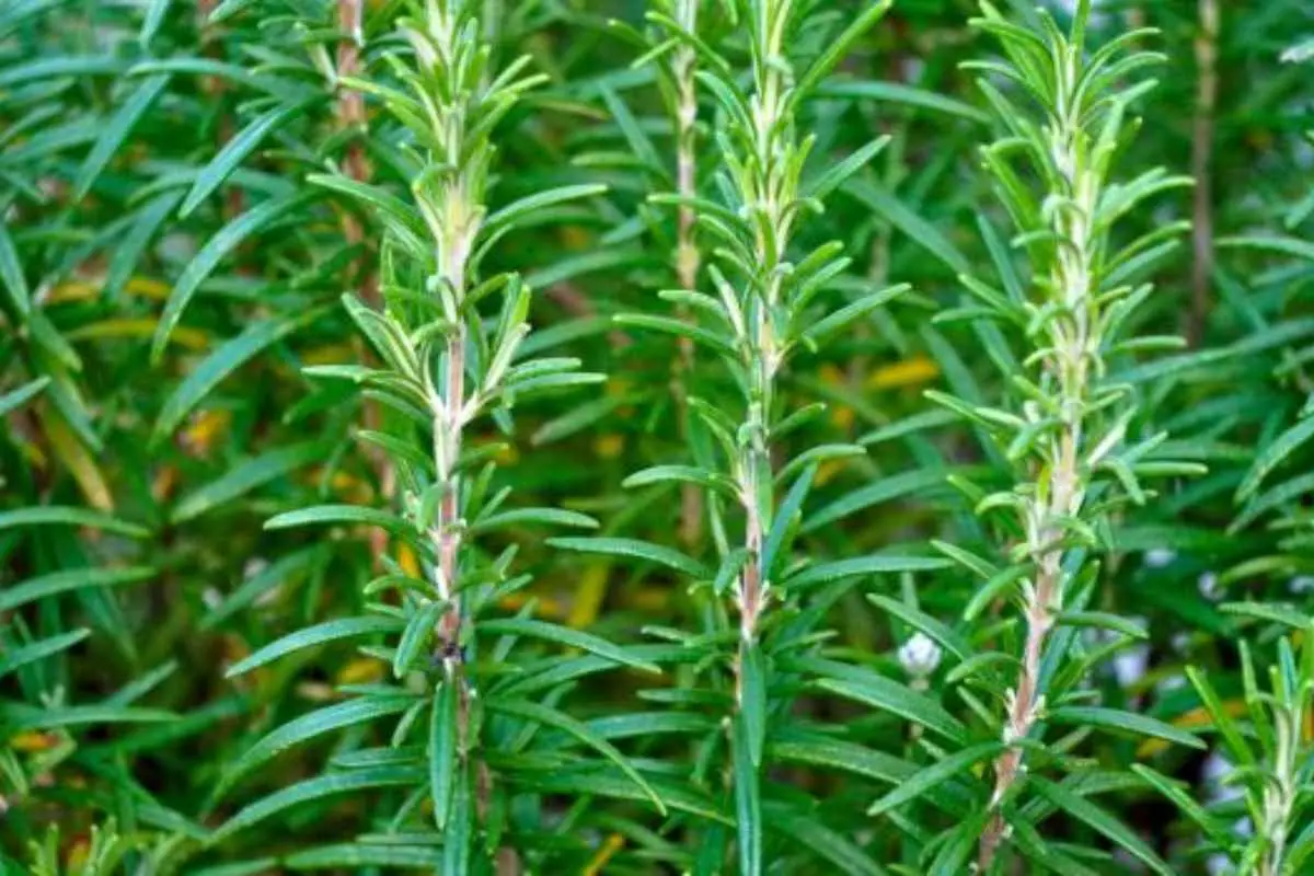 Come potare il rosmarino e mantenerlo sano, anche se è cresciuto troppo