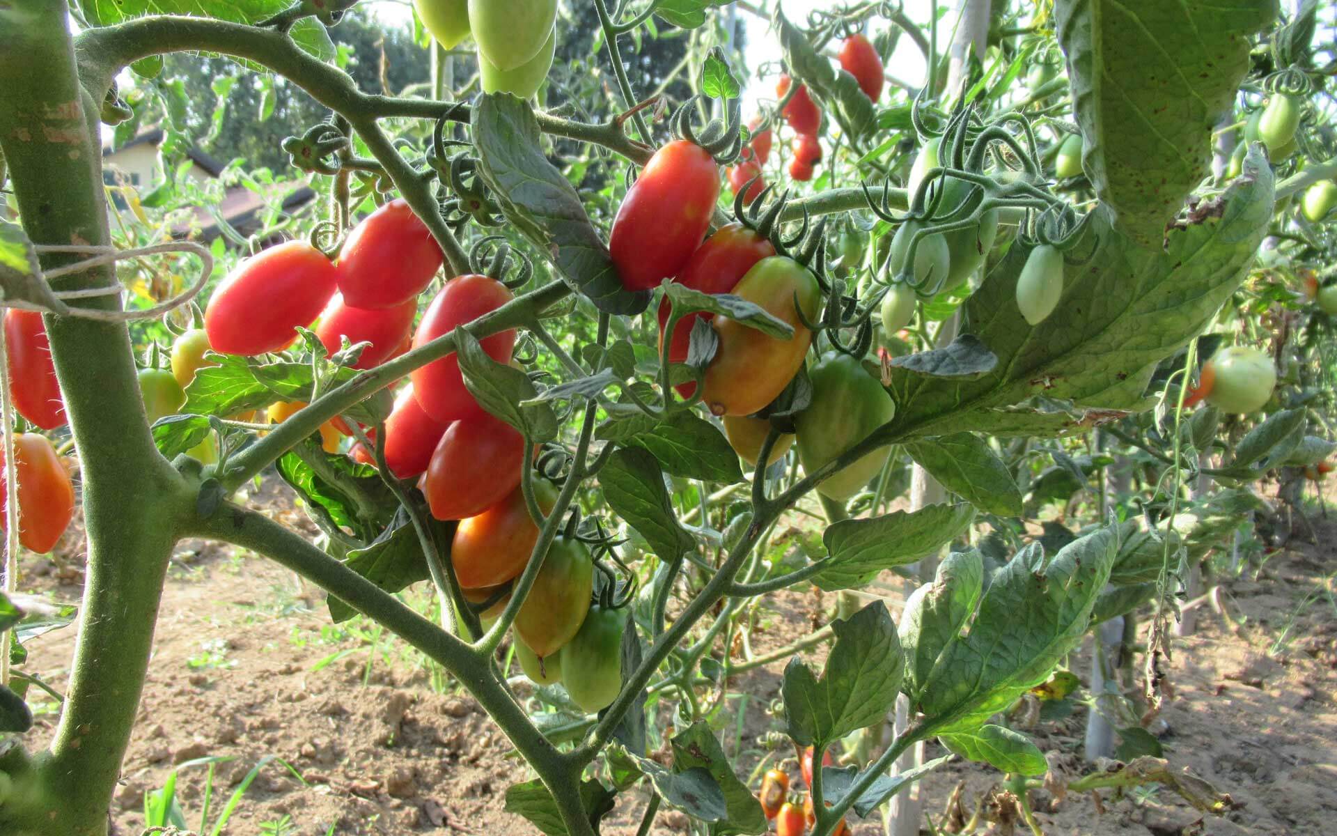 Pomodori che crescono lenti? Il rimedio è questo concime naturale