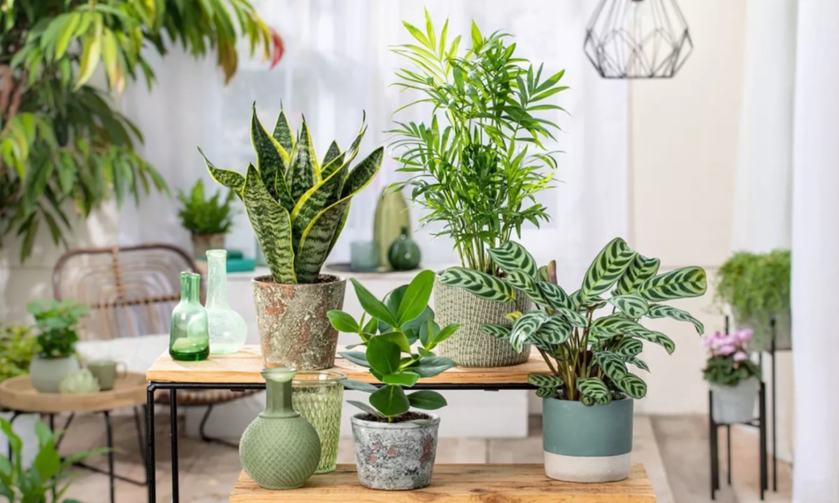 Piante grasse da interno: le più resistenti