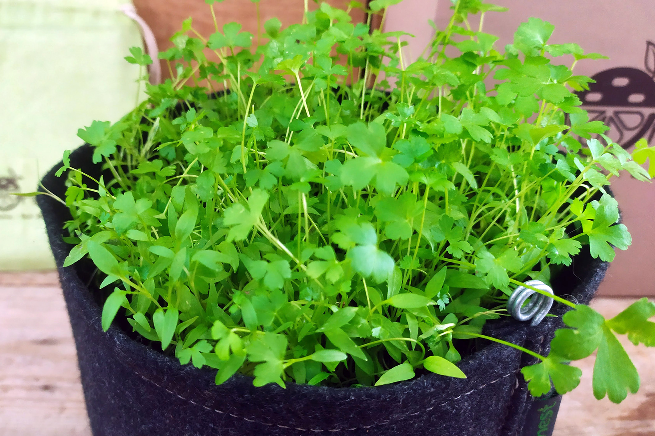 Il momento giusto per raccogliere il prezzemolo senza danneggiarlo