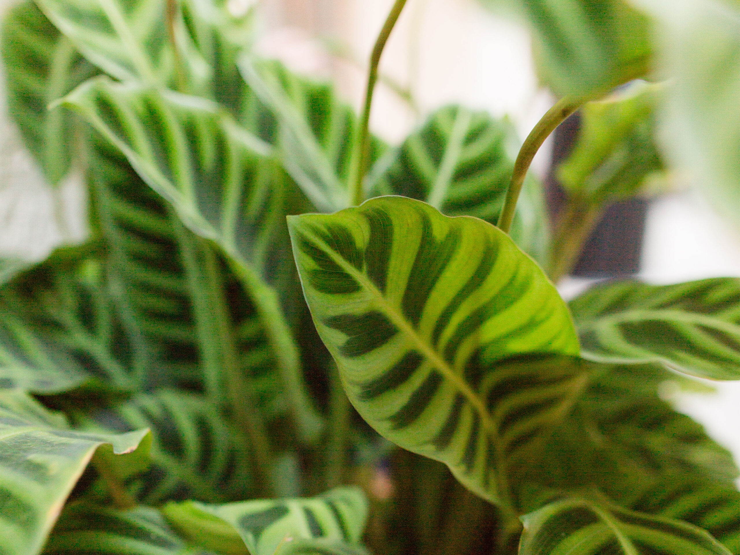 Come propagare la Calathea per una crescita esplosiva: ecco cosa devi fare