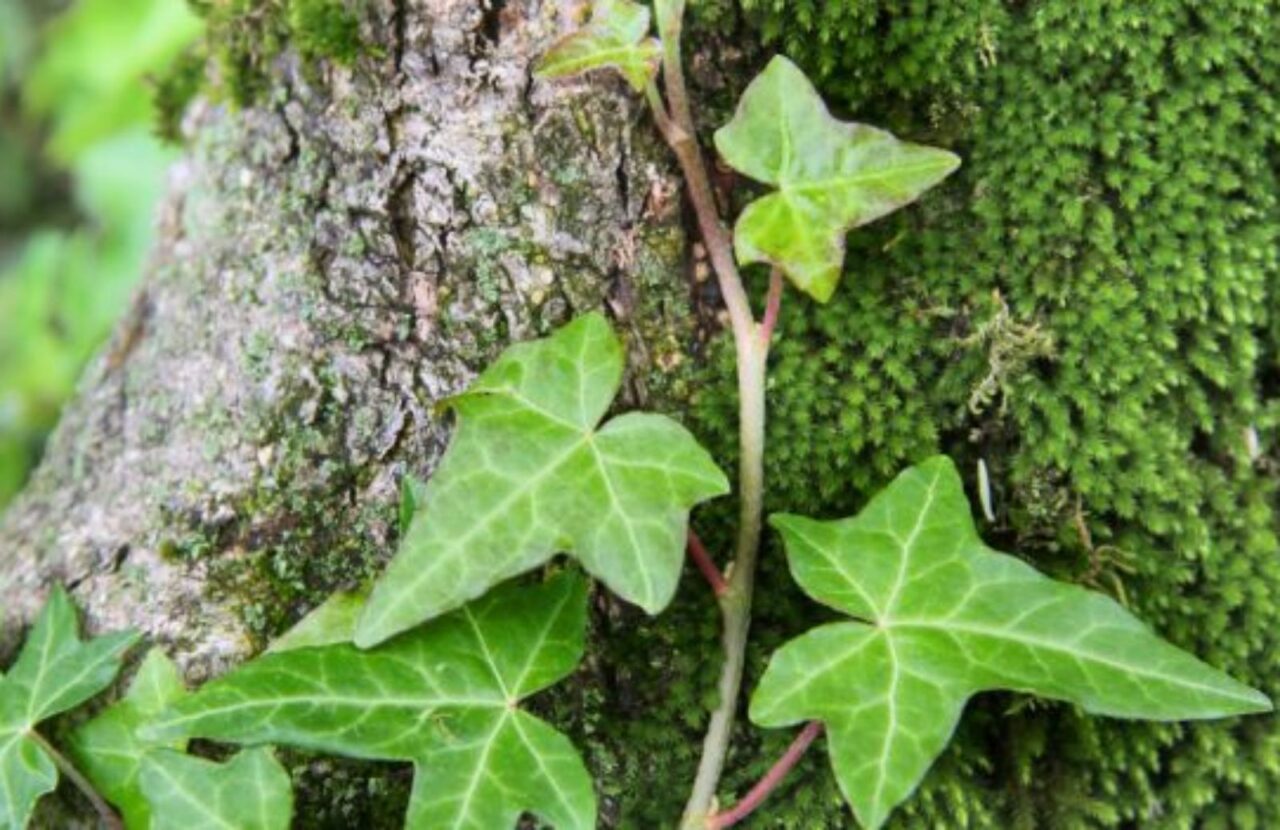 Edera in vaso: il trucco per tenerla verde tutto l’anno