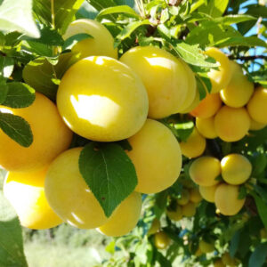 Albicocche