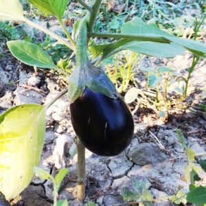 Melanzane