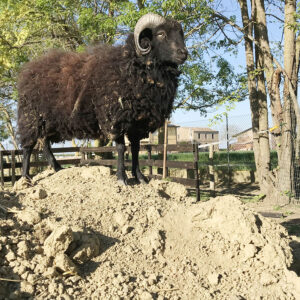 Nerone