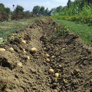 Patate