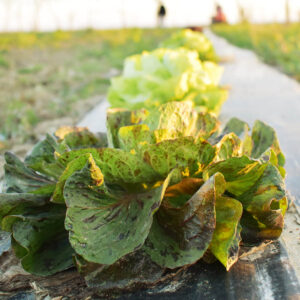 Radicchio