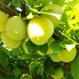frutta