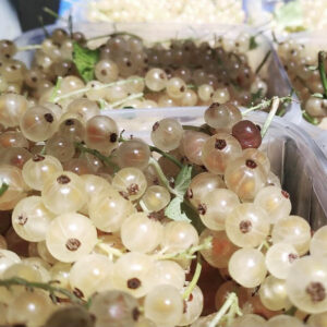 ribes bianco
