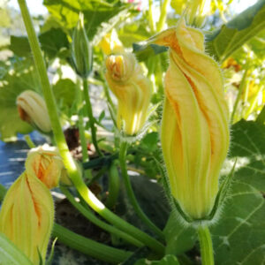 zucchine