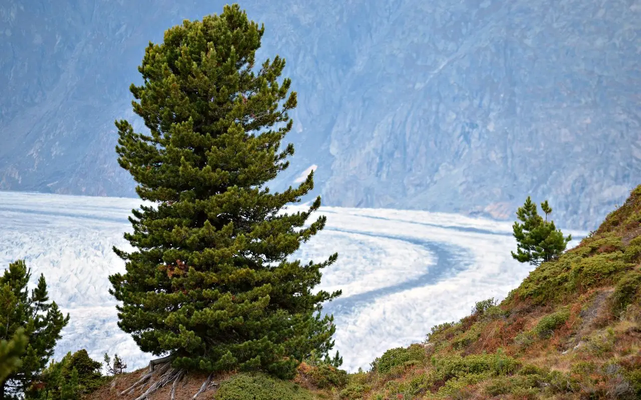 Scopri tre alberi perfetti per la vita vicino al mare: natura, adattamento e curiosità sulle piante costiere