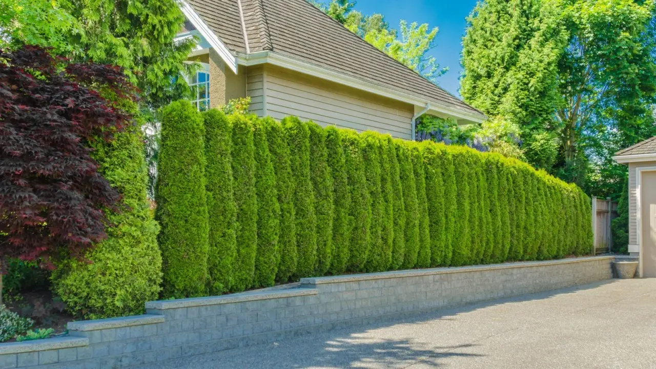 L’arte di potare le siepi: storia, curiosità e consigli per trasformare il giardinaggio in creatività