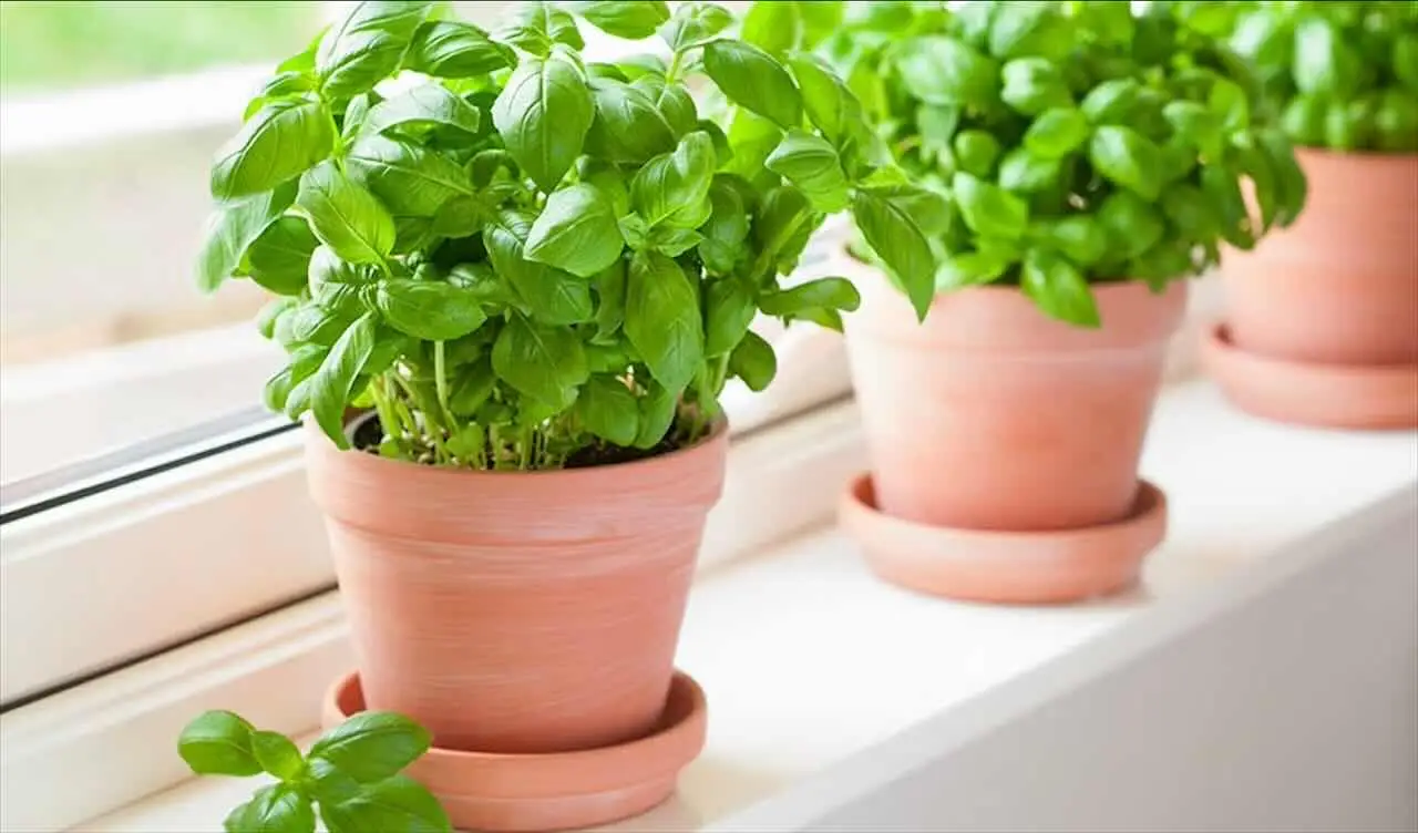 Come proteggere il basilico in vaso dagli insetti: i migliori insetticidi naturali che forse non conosci