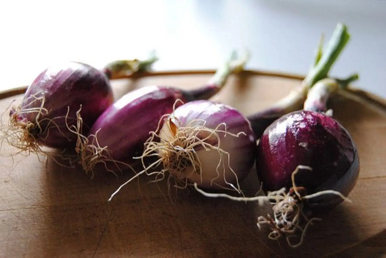 Ecco le migliori consociazioni con le cipolle per limitare le malattie in orto