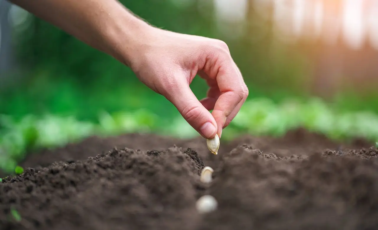 Semina del prato: ecco quando puoi finalmente camminarci sopra