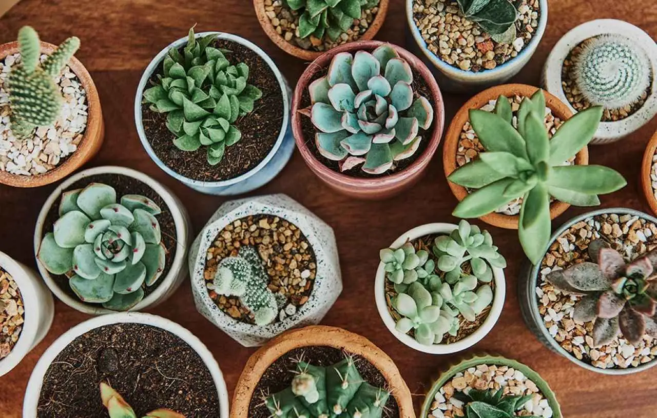 Piante grasse: ecco dove posizionarle in estate per proteggerle dal caldo
