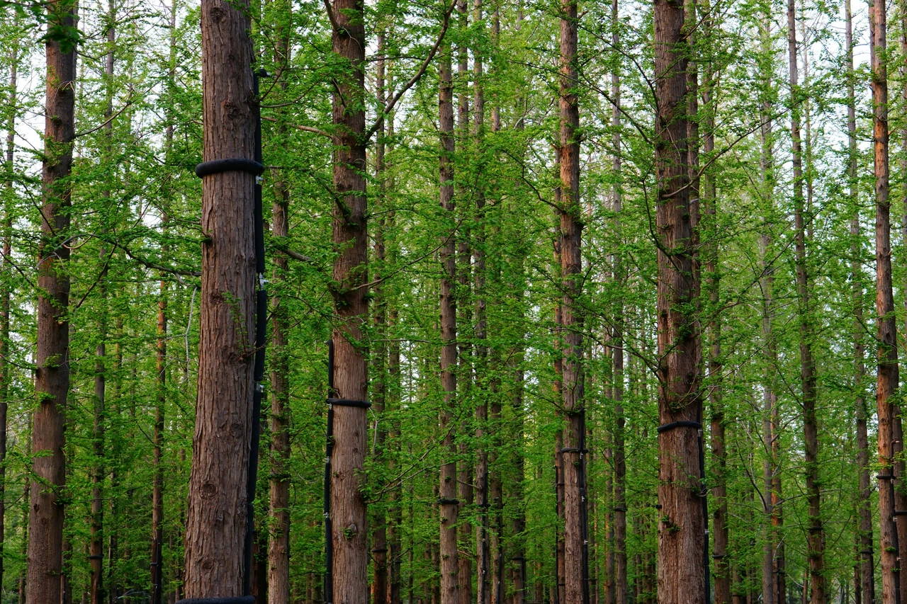 Classifica: le piante più alte al mondo e dove trovarle