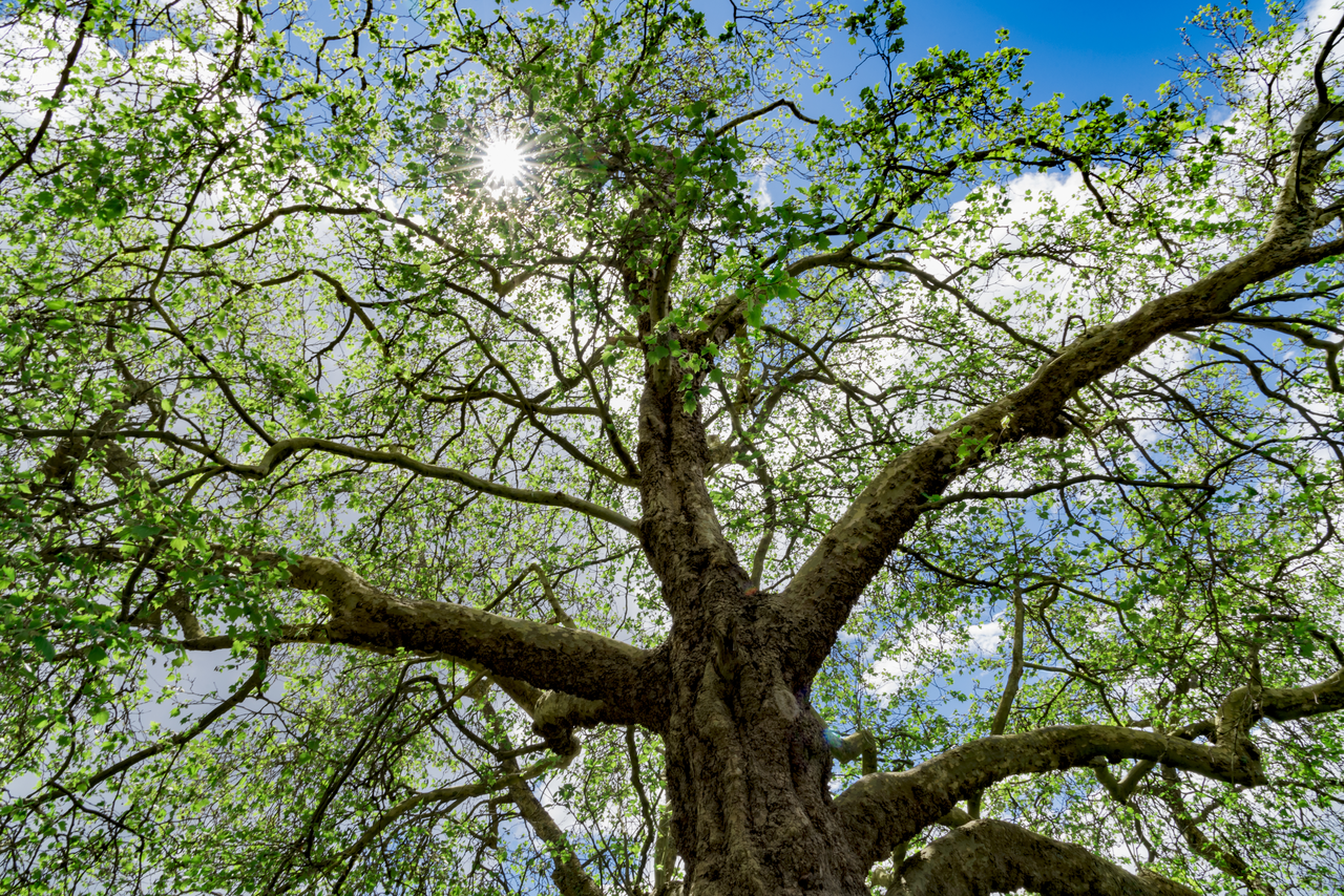 Hai mai visto lo zibibbo: la pianta che assomiglia stranamente al baobab ma…?