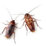 Hai trovato uno scarafaggio in casa: ecco cosa dovresti fare subito