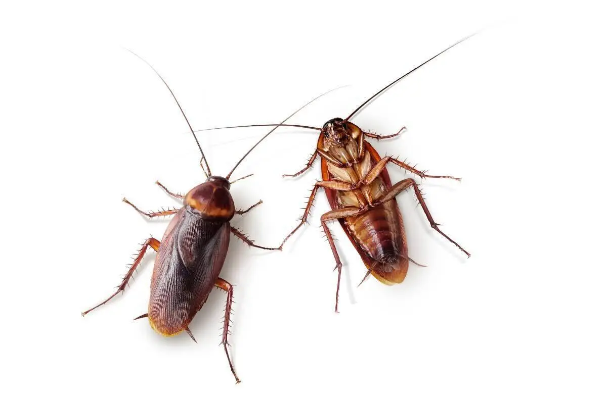 Hai trovato uno scarafaggio in casa: ecco cosa dovresti fare subito