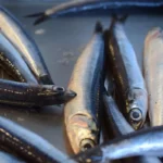 Pesci inquinati: la classifica dei più sicuri e prelibati